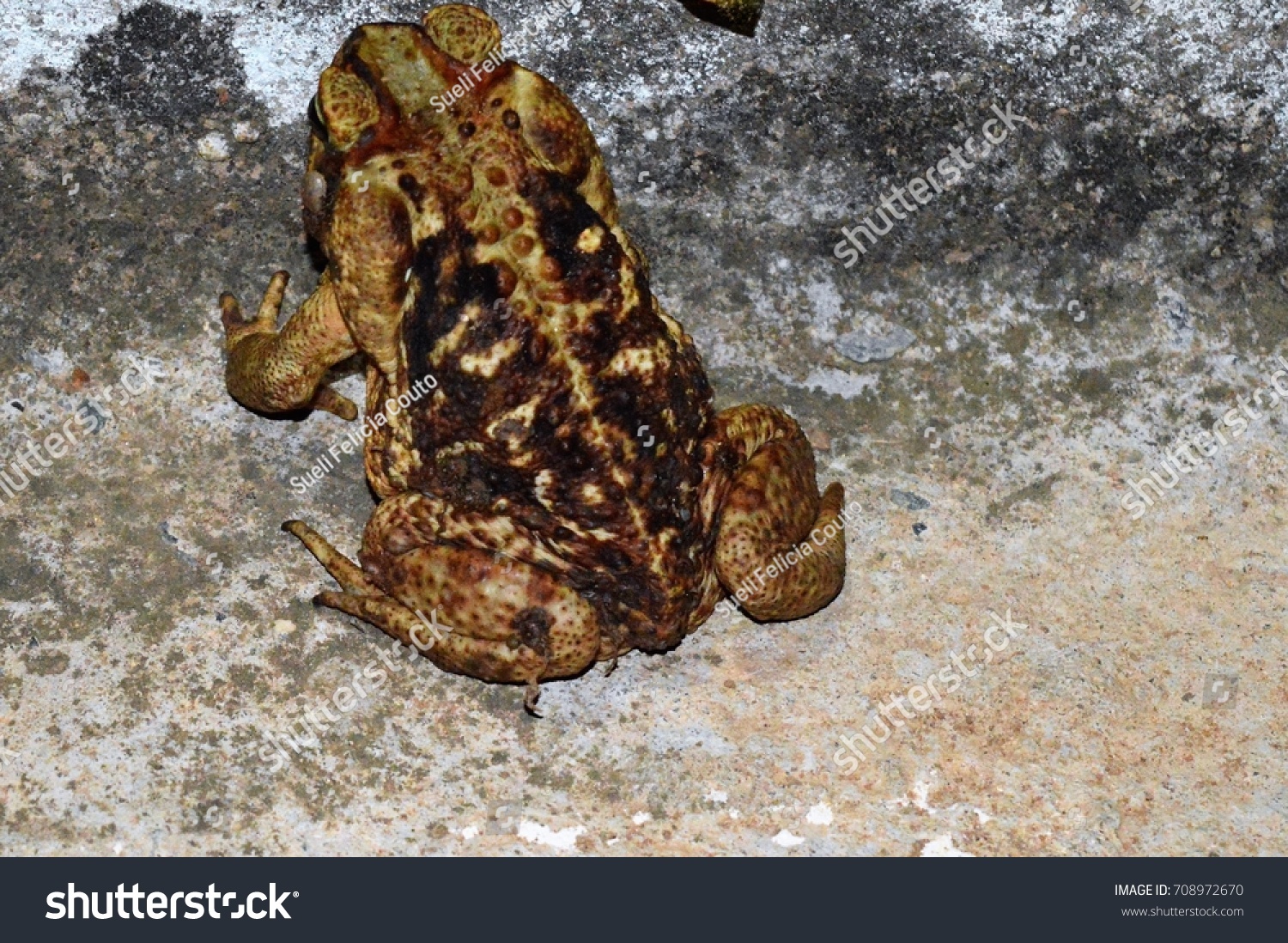  Predominant Terrestrial Amphibian Toad Skin Rough Stock Photo 708972670 Bildidee 