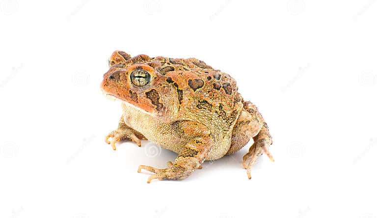  Toad Isolated on White Background. Southern Toad - Anaxyrus Terrestris Illustration 