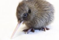 Letter Writing Practice Worksheets 10 Best Places To See kiwi Birds In New Zealand Letter Writing Practice Worksheets 10 Best Places To See kiwi Birds In New Zealand