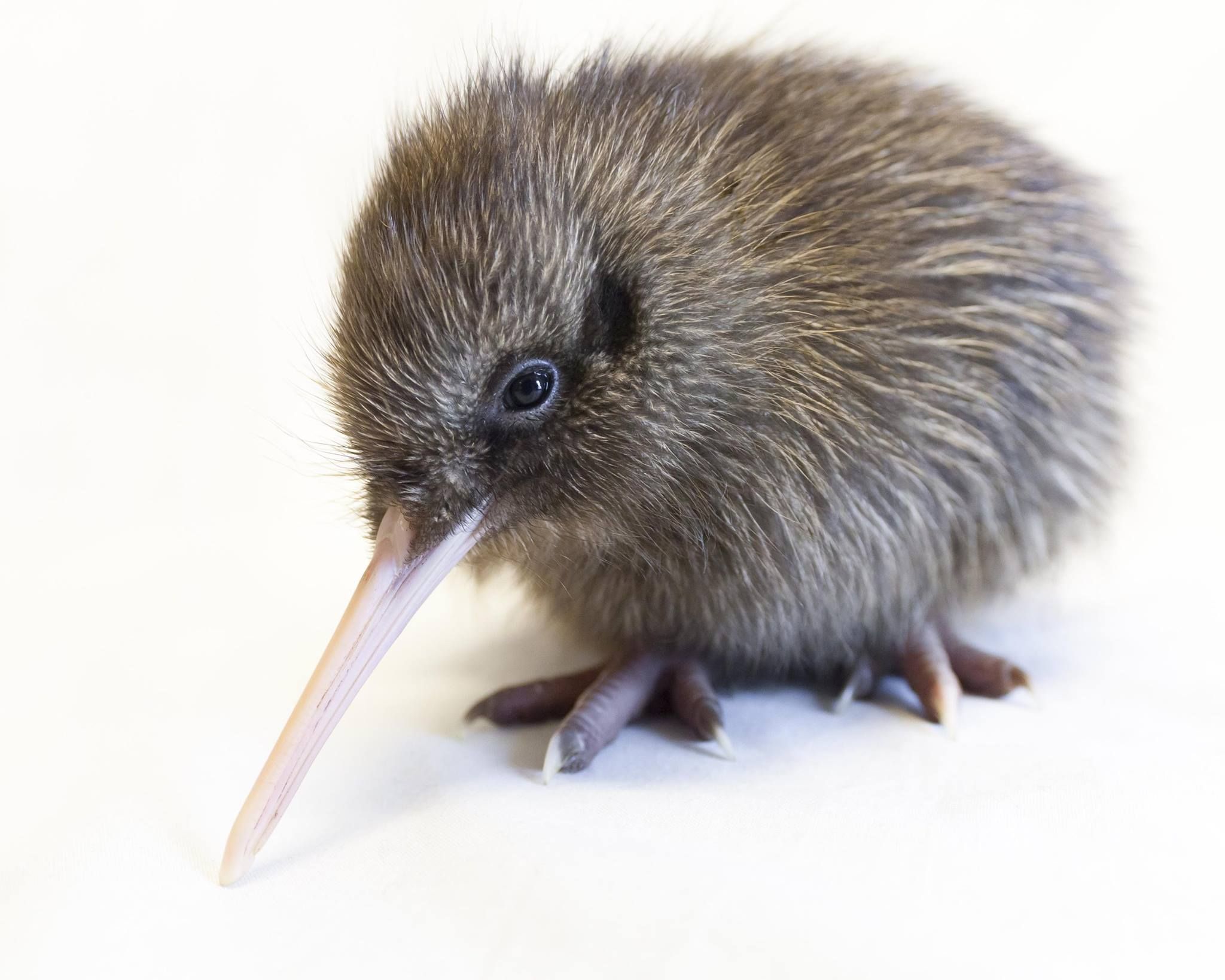 Letter Writing Practice Worksheets 10 Best Places To See kiwi Birds In New Zealand