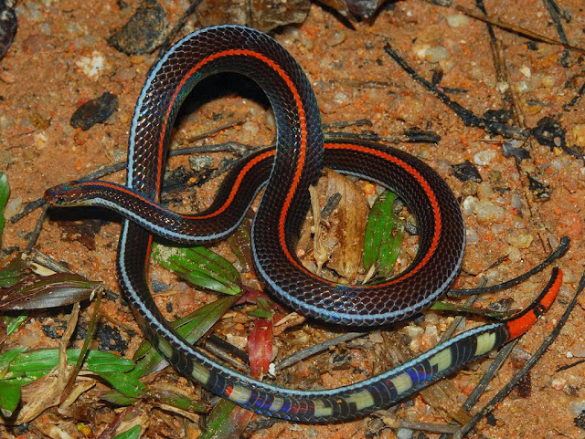 Color By Letter Worksheets Alphabet Ular Asli Indonesia: Ular Cabai Kecil (calliophis Intestinalis)