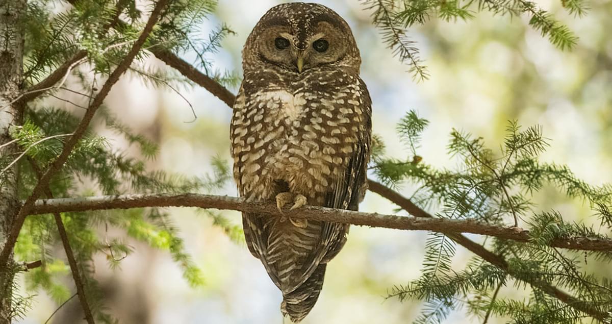  Spotted Owl Overview, All About Birds, Cornell Lab of Ornithology 