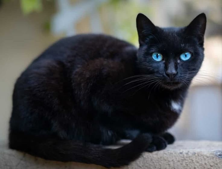 Ultimate Nature Finance Tips For Kids In Switzerland Cute Black Cat With Blue Eyes
