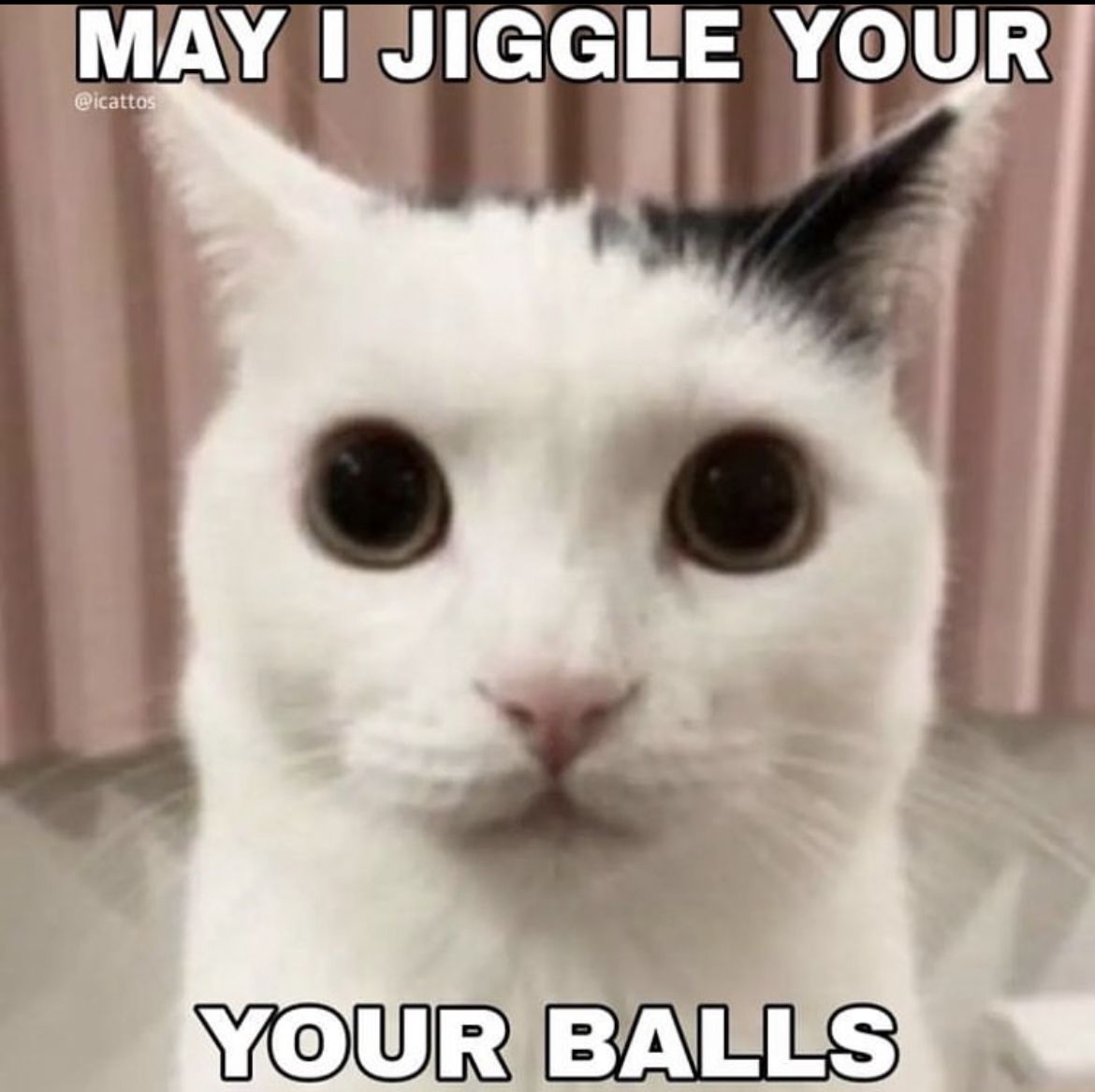  Foto zu Pin by petezxhut on Meow 