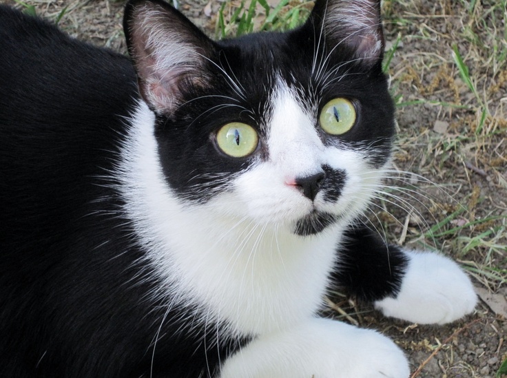  Nyteri - A Black and White Cat with Green Eyes 