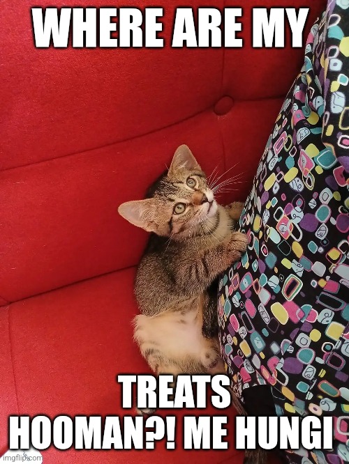3/8 Inch Galvanized Quick Coupling Pdf Download Sjove cat Memes Billeder Wallpapers Helt Gratis, [100+] Sjove …