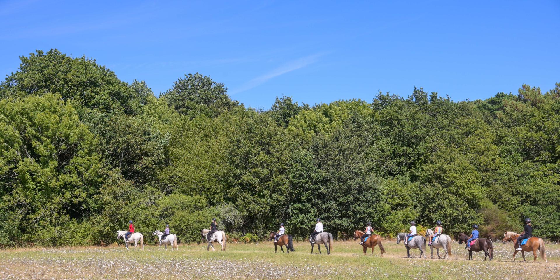 Ultimate Pets Pet Training Daily In Canada Centres équestres Morbihan : équitation, Sorties à Cheval Tourisme Dans