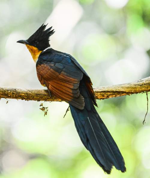 Chestnut-winged cuckoo | Birds of India | Bird World