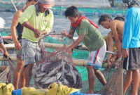 Josh Harris Net Worth 2024 – Closed fishing season in northern palawan starts Josh Harris Net Worth 2024 – Closed fishing season in northern palawan starts