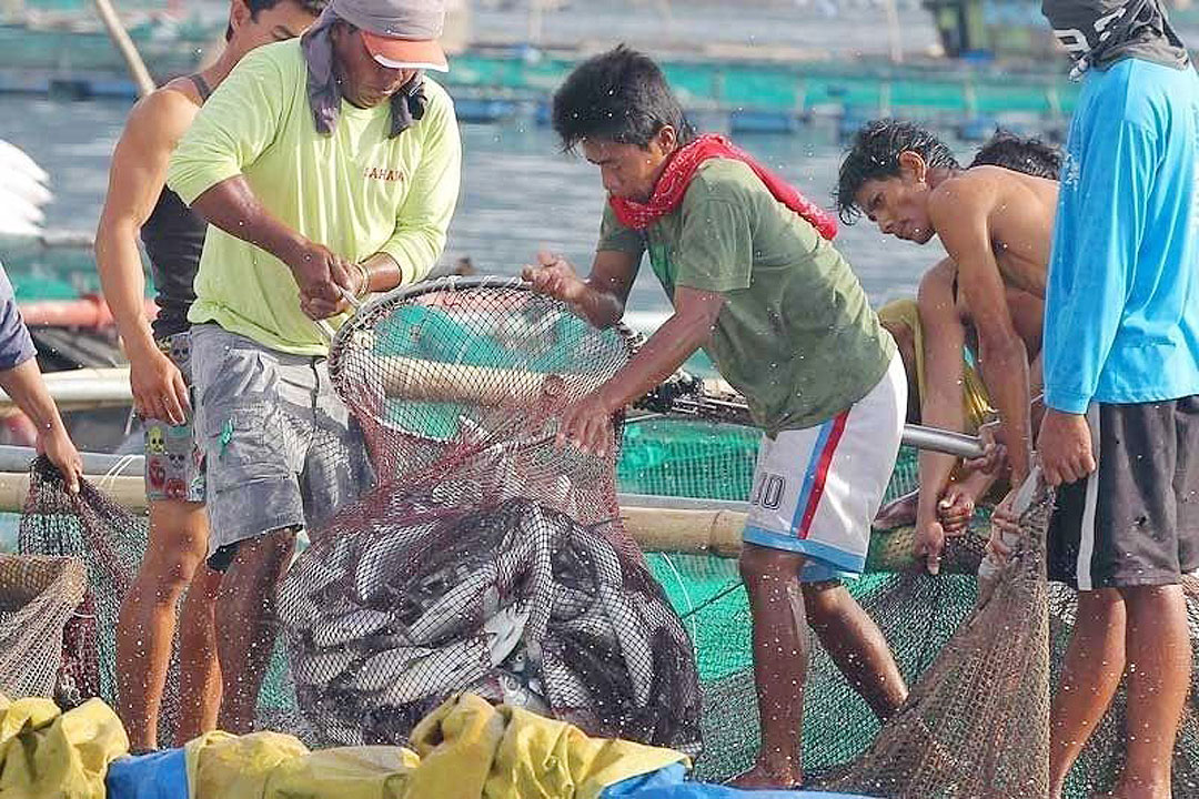 Josh Harris Net Worth 2024 – Closed fishing season in northern palawan starts