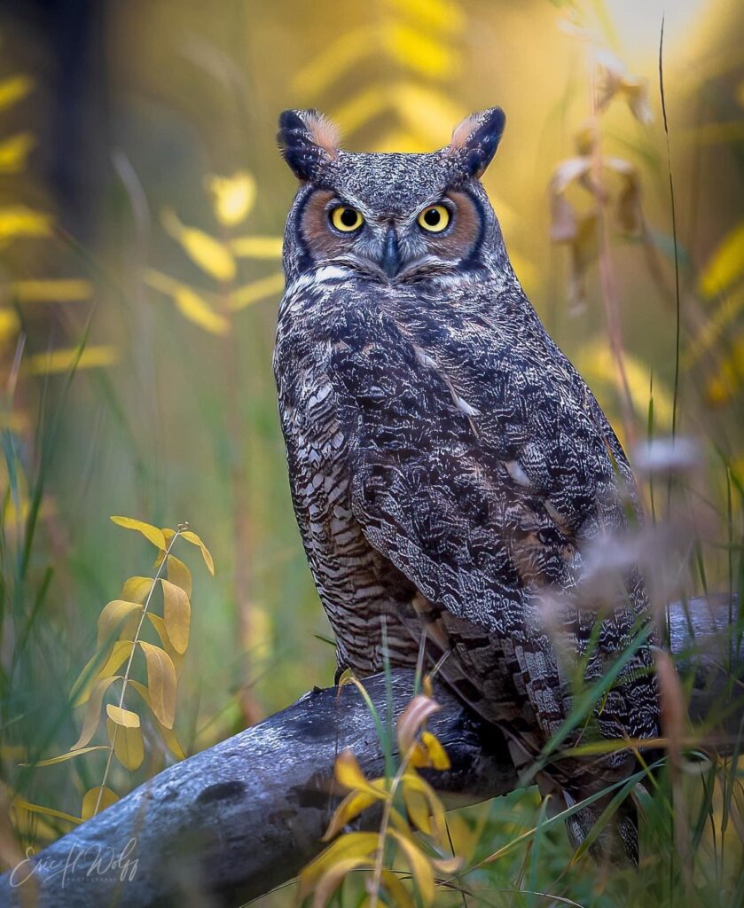  Foto zu What other owls can you find 