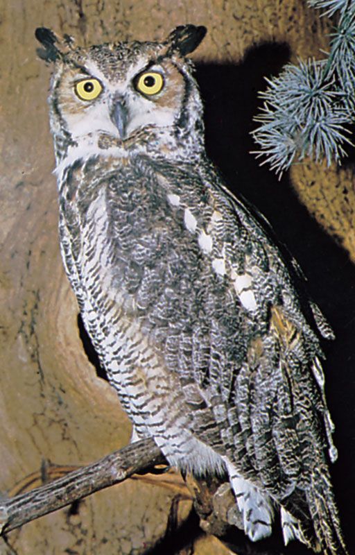 Owl Cut And Paste All The Owls In Quebec And Their Calls