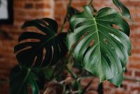 Kindergarten Level Worksheets monstera white Alba Seeds Indoorplants : Amazon.in: Garden & Outdoors Kindergarten Level Worksheets monstera white Alba Seeds Indoorplants : Amazon.in: Garden & Outdoors