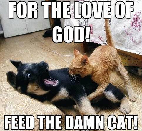 Foto zu 51 Funny Cat Memes That Will Make Your Day a Little Better - Cats.com 