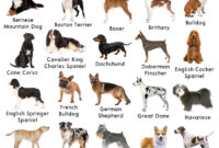 Bbc Liverpool News Today – Types of dog breeds Bbc Liverpool News Today – Types of dog breeds