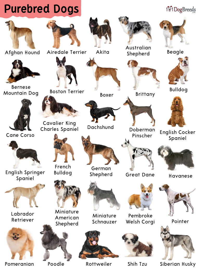Bbc Liverpool News Today – Types of dog breeds