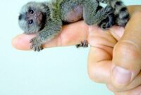 Car Preschool Printables finger monkey Pet Car Preschool Printables finger monkey Pet