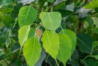 Vida De Jogador De Futebol – Hindu holy tree: বট-অশ্বত্থ শুধু নয়, সৌভাগ্য ফিরিয়ে আনতে কোন গাছ Vida De Jogador De Futebol – Hindu holy tree: বট-অশ্বত্থ শুধু নয়, সৌভাগ্য ফিরিয়ে আনতে কোন গাছ