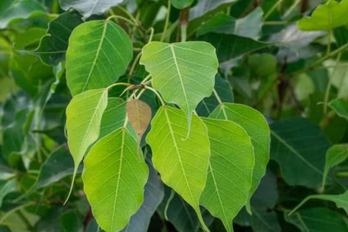 Vida De Jogador De Futebol – Hindu holy tree: বট-অশ্বত্থ শুধু নয়, সৌভাগ্য ফিরিয়ে আনতে কোন গাছ