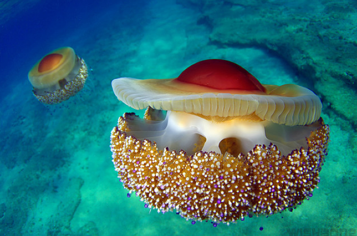 Client Portal Examples fried Egg Jellyfish