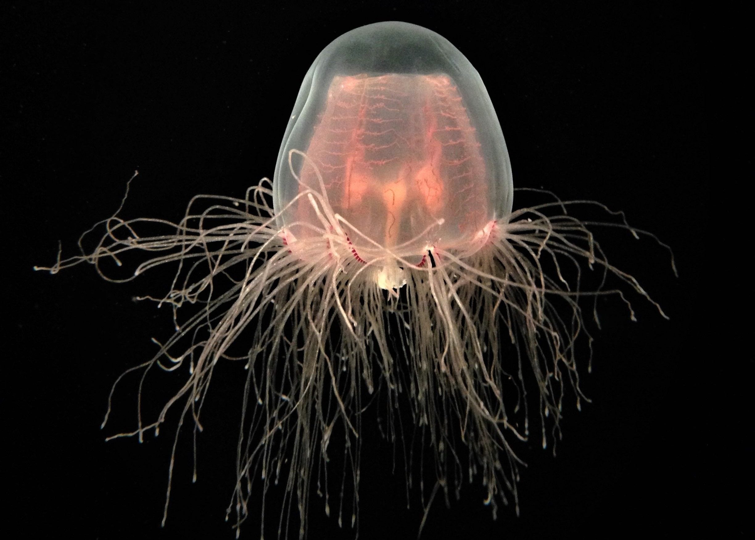 Ultimate Crafts Wellness Pdf In Switzerland Turritopsis Dohrnii (immortal Jellyfish)