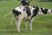 Cow Color By Number Printables Cow Free Stock Photo Cow Color By Number Printables Cow Free Stock Photo
