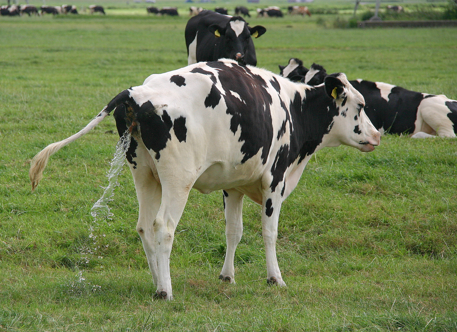 Cow Color By Number Printables Cow Free Stock Photo