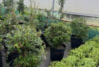 Homeschooling Planner Printables Free Burkwood Osmanthus Topiary Balls – Osmanthus × Burkwoodii