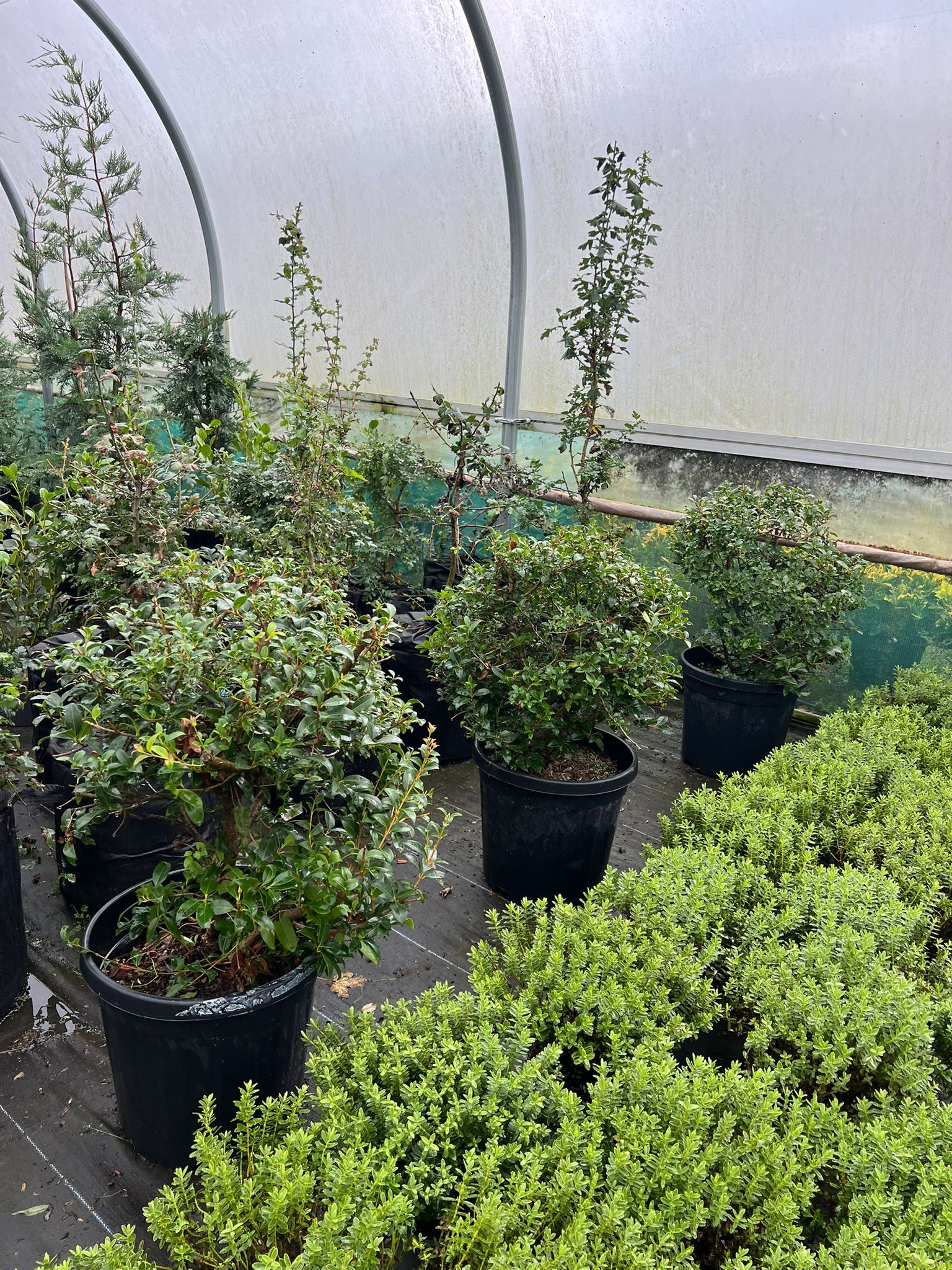 Homeschooling Planner Printables Free Burkwood Osmanthus Topiary Balls – Osmanthus × Burkwoodii
