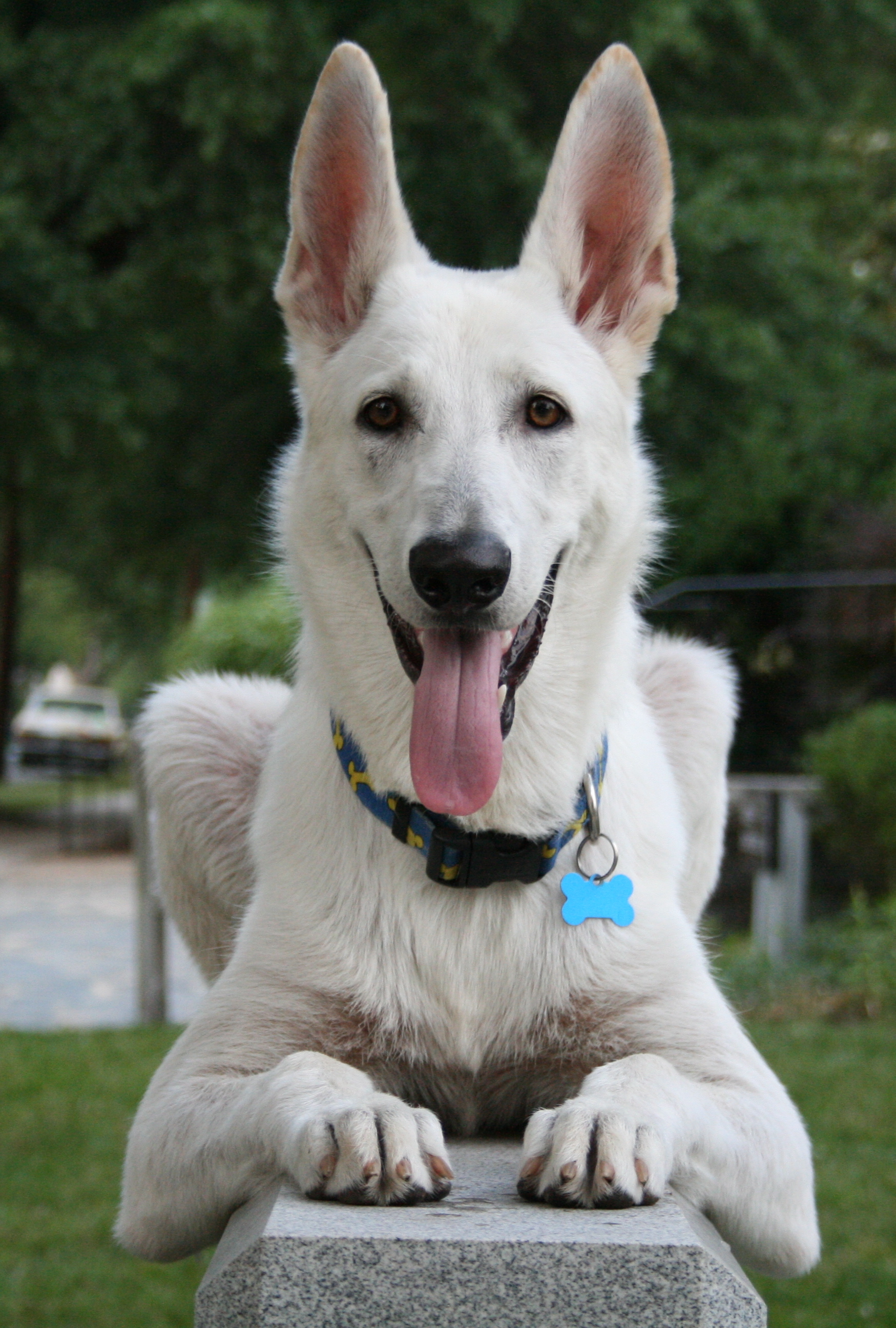  File:White German Shepherd Dog Posing.jpg - Wikimedia Commons Motiv 