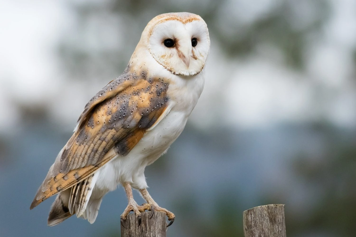  All The Owls In Alberta And Their Calls 