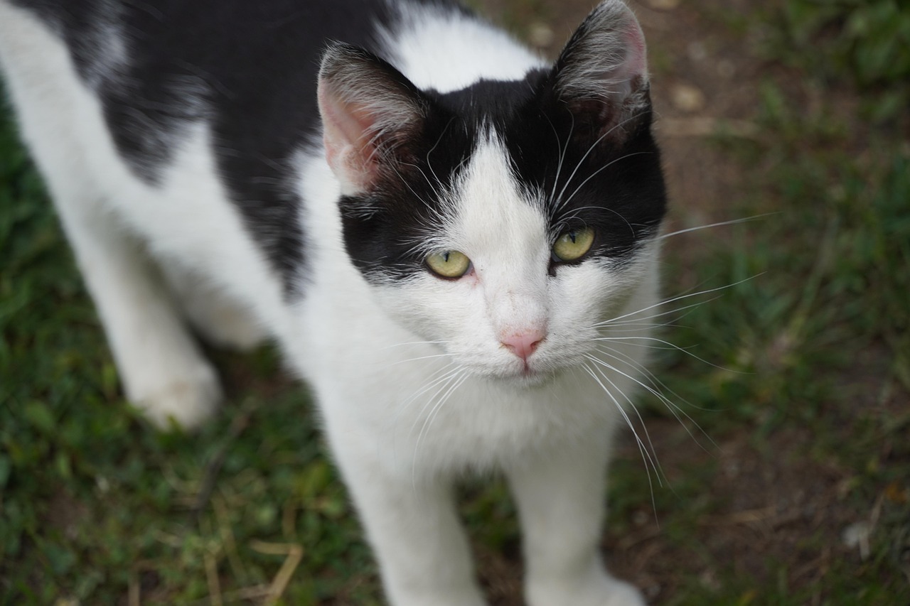  Black Cat White Pet - Free photo on Pixabay - Pixabay Bildidee 