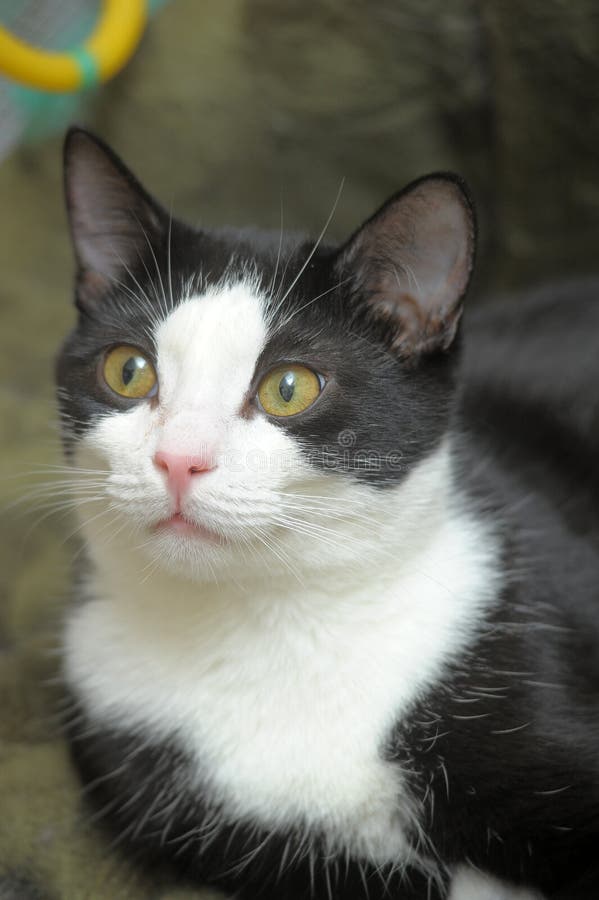  Black white cat stock image. Image of eyes, kitten, concept - 37437443 Bildidee 