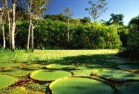 Brazil Vs Usa Volleyball – Breathtaking amazon rainforest in brazil Brazil Vs Usa Volleyball – Breathtaking amazon rainforest in brazil