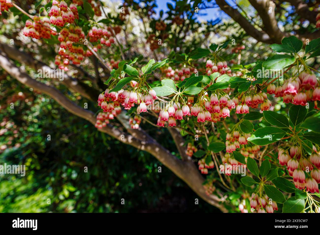 Creamy red veined bell-shape spring flowers of Redvein enkianthus