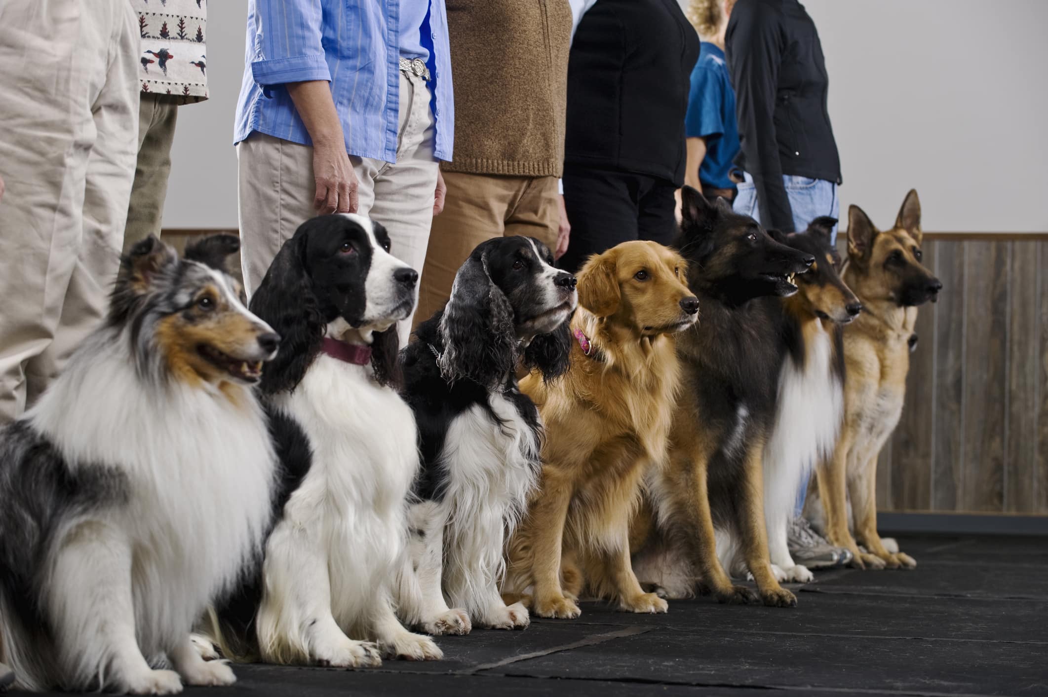 Color By Number Teddy Bear Dog Training Elite. Dog Training In Oklahoma City, Ok