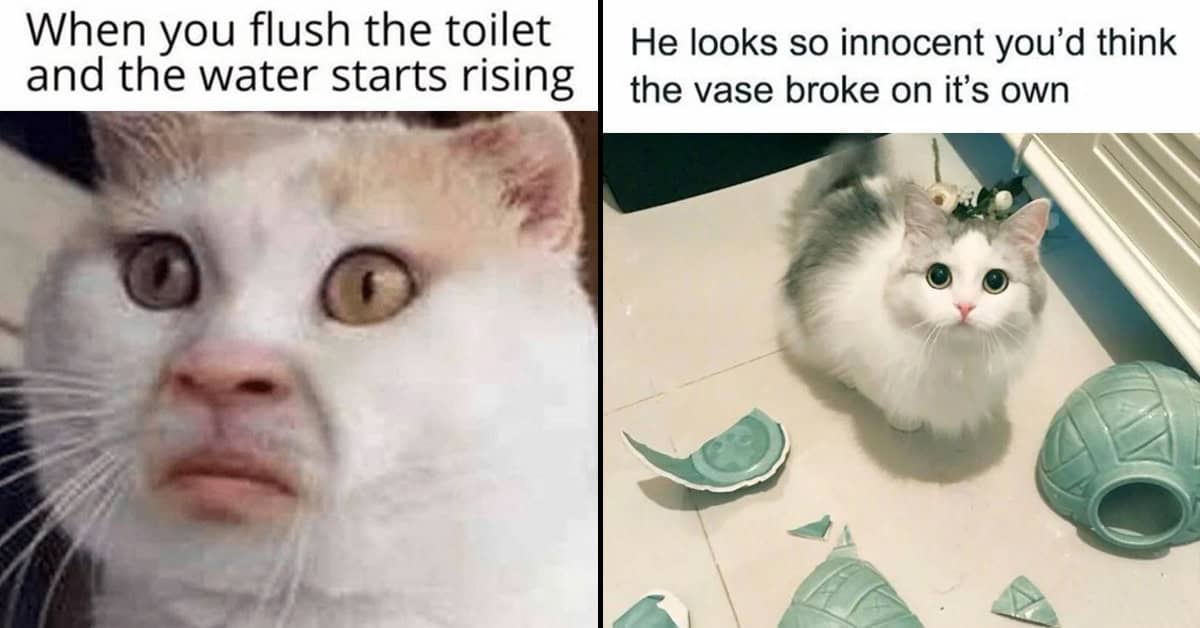 Ultimate Decor Home Decor Daily In Germany Ceimic cat meme 30 Hilarious Sleeping cat Memes That Will Melt Your