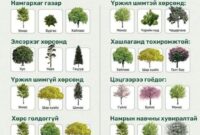 Community Helpers Teacher Coloring Pages Хашаандаа ямар модыг хаана яаж тарих тухай зөвлөмж – Green Development