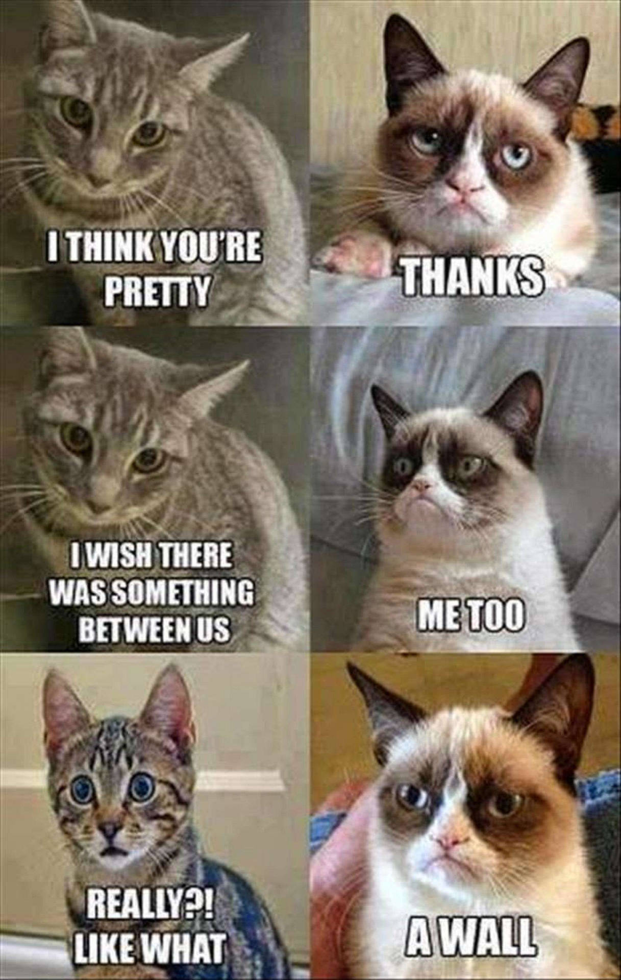 Ultimate Decor Wellness For Beginners In Switzerland 50 cat Memes That May Make You Wish You Could Tag Your Kitty