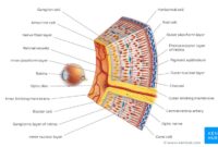 Primeiro Jogo Do Mundial De Clubes – Anatomy and physiology of retina Primeiro Jogo Do Mundial De Clubes – Anatomy and physiology of retina