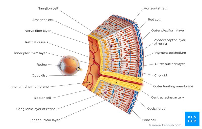 Primeiro Jogo Do Mundial De Clubes – Anatomy and physiology of retina