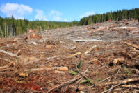 Free Addition And Subtraction Worksheets For Kindergarten 17 Effective Ways On How To Stop deforestation In Australia Free Addition And Subtraction Worksheets For Kindergarten 17 Effective Ways On How To Stop deforestation In Australia