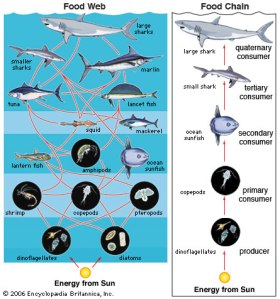 Teaching Phonics Rules Learning Experiences: Food Chain