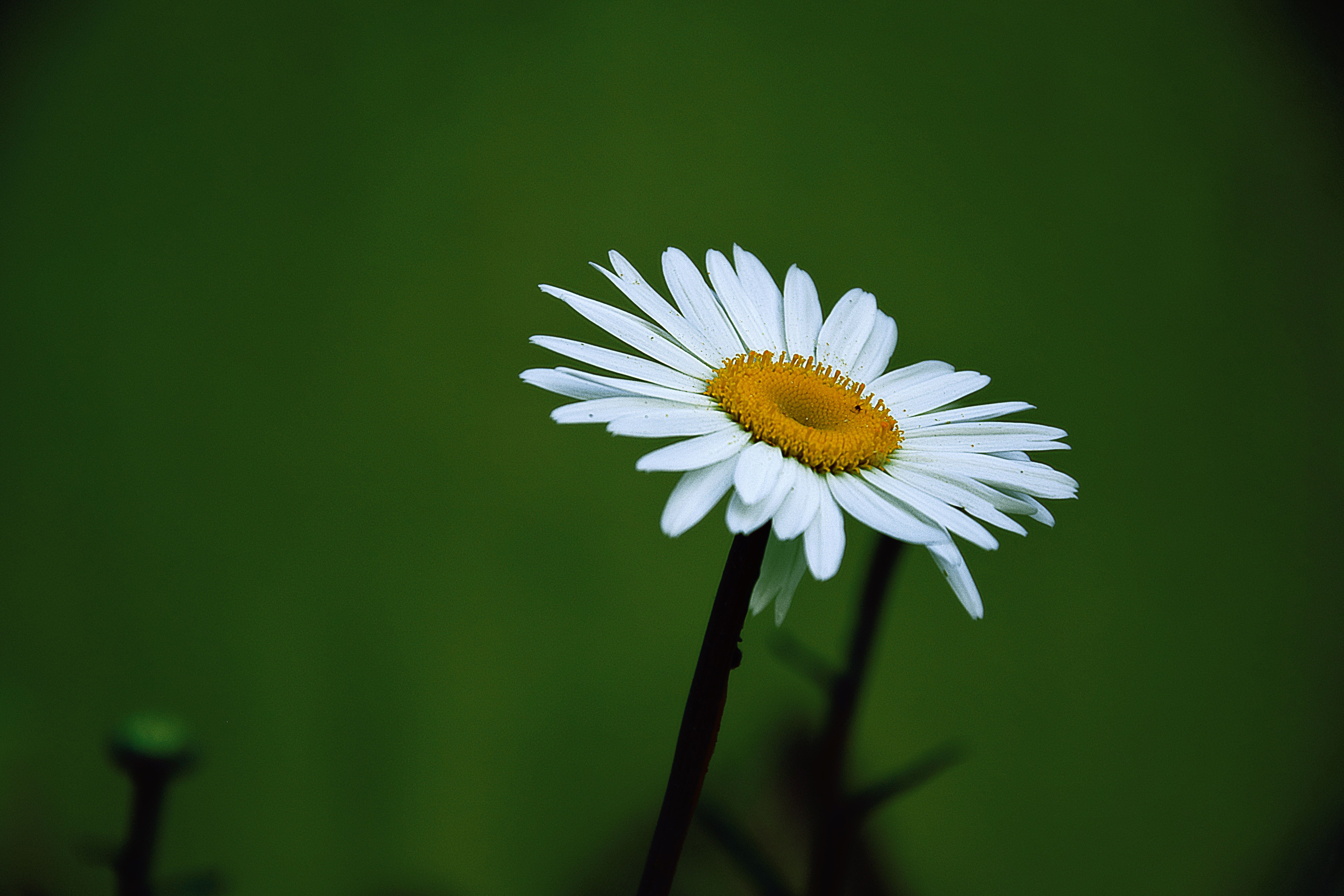  Yellow and White Daisy Flower · Free Stock Photo Bildidee 