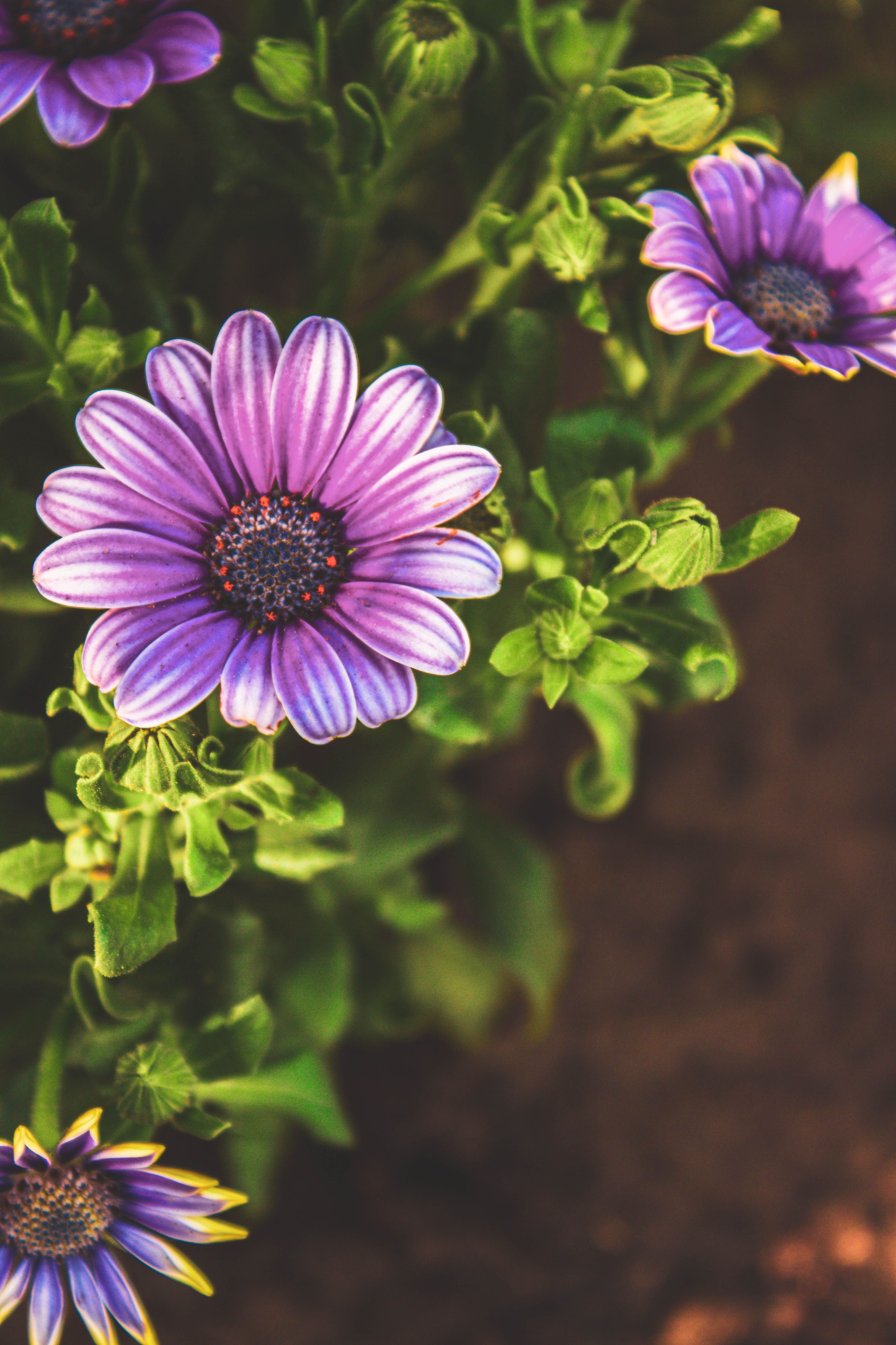  White and Yellow Daisy Flowers · Free Stock Photo 