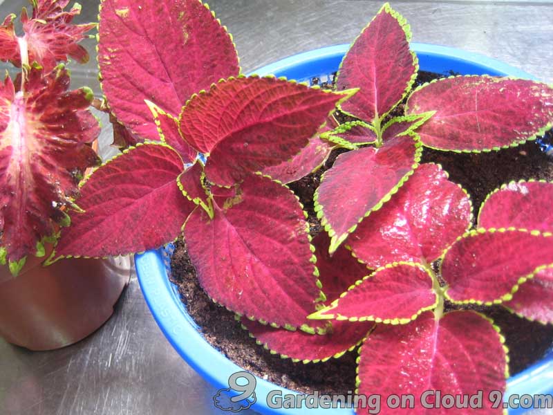 M4 Carbon Steel Foundation Bolt Supplier coleus Plant Propagation From Cuttings || How To Grow coleus plant From …