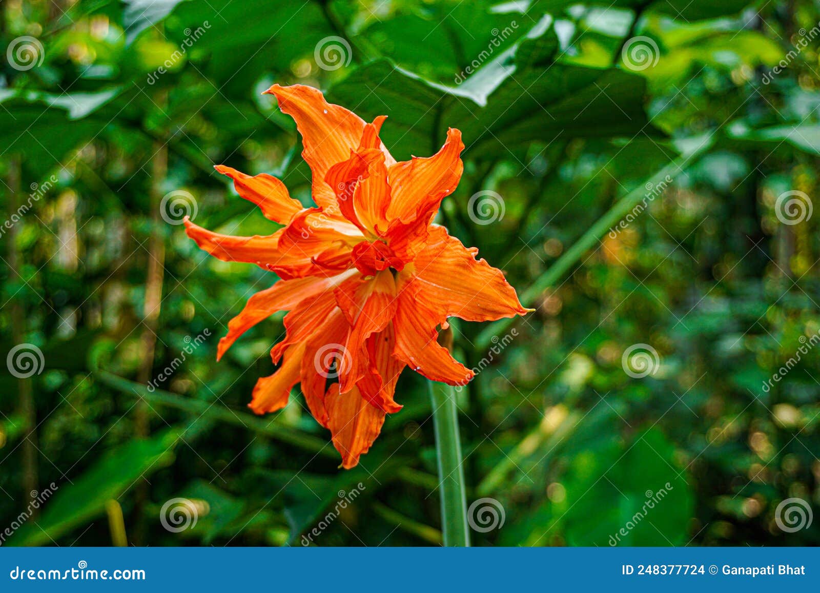 Beautiful Red Amaryllis Lily Flower Stock Photo - Image of garden, lily