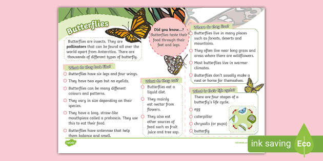 Lifestyle Blog Ideas Butterfly Fact File