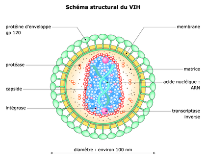 Ultimate Pets Homeschool Printable Simple In USA Schéma Structural Du Vih