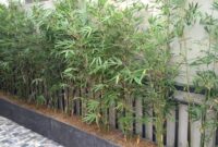 Ice Cream Color By Number Printable How To care For Lucky bamboo Plants The Right Way, According To An Expert